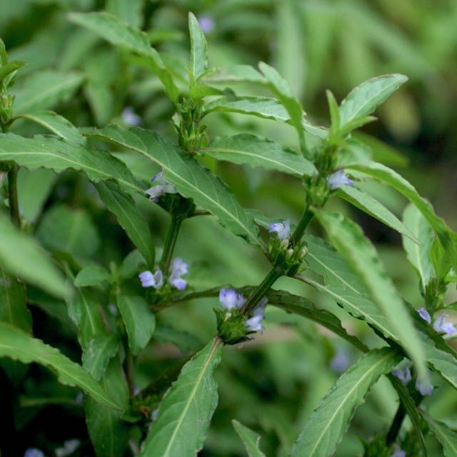 Hygrophila salicifolia in pot